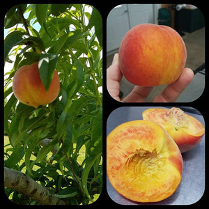 YOU-PICK peaches started July 9!!!!