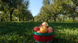 You-Pick Gala Apples and Vegetable Garden Starts NOW!