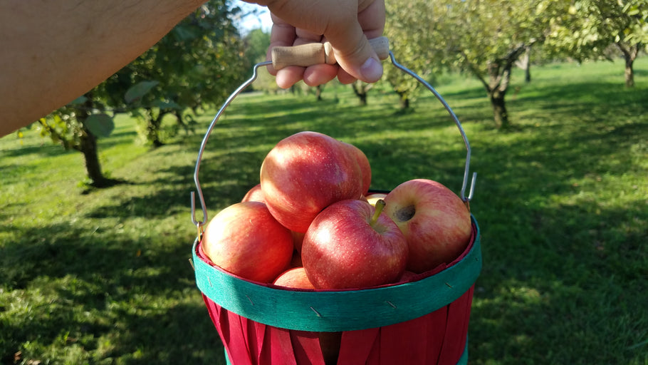 Last week for You-pick apples