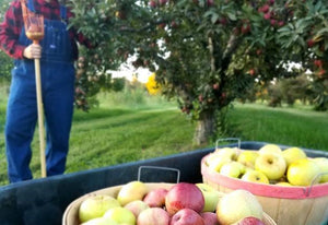 apple picking at gardener's orchard