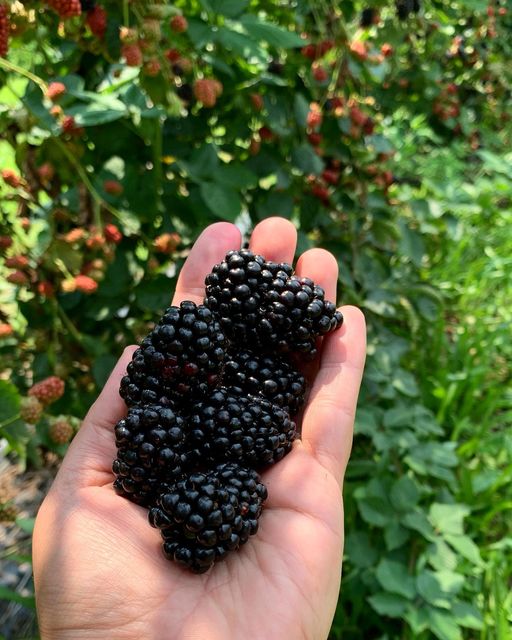U-Pick Blackberries Is here.