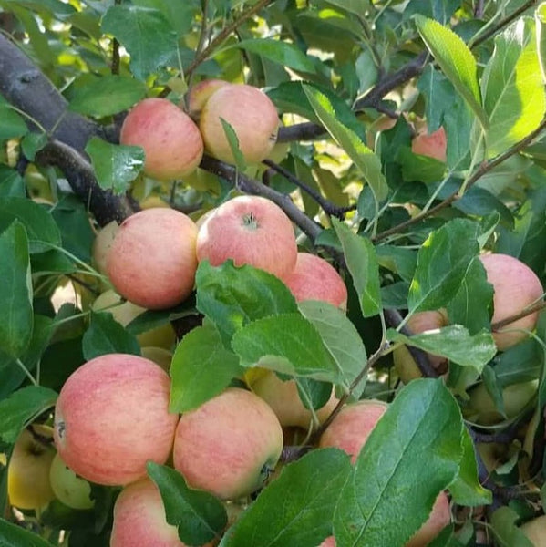 First Summer Apple is Ready.