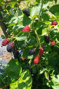 We are picking Blackberries!