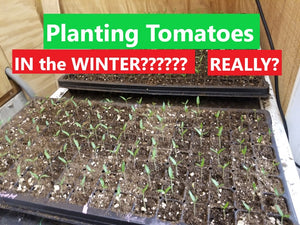 Farmer Dre is Already Planting TOMATOES!
