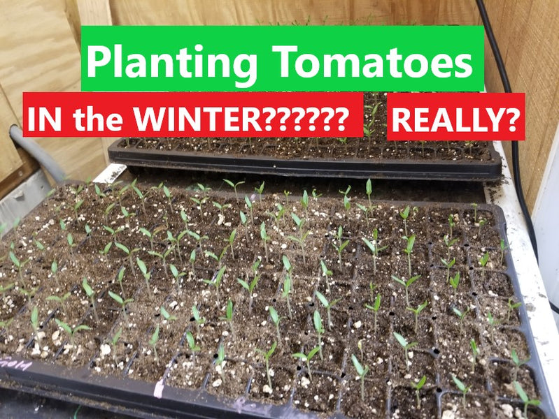 Farmer Dre is Already Planting TOMATOES!