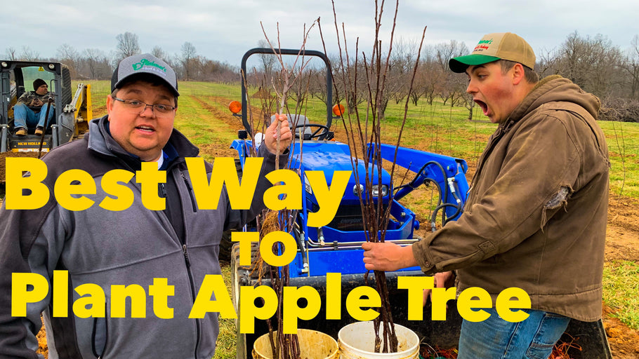 The Best way to Plant Apple Trees!